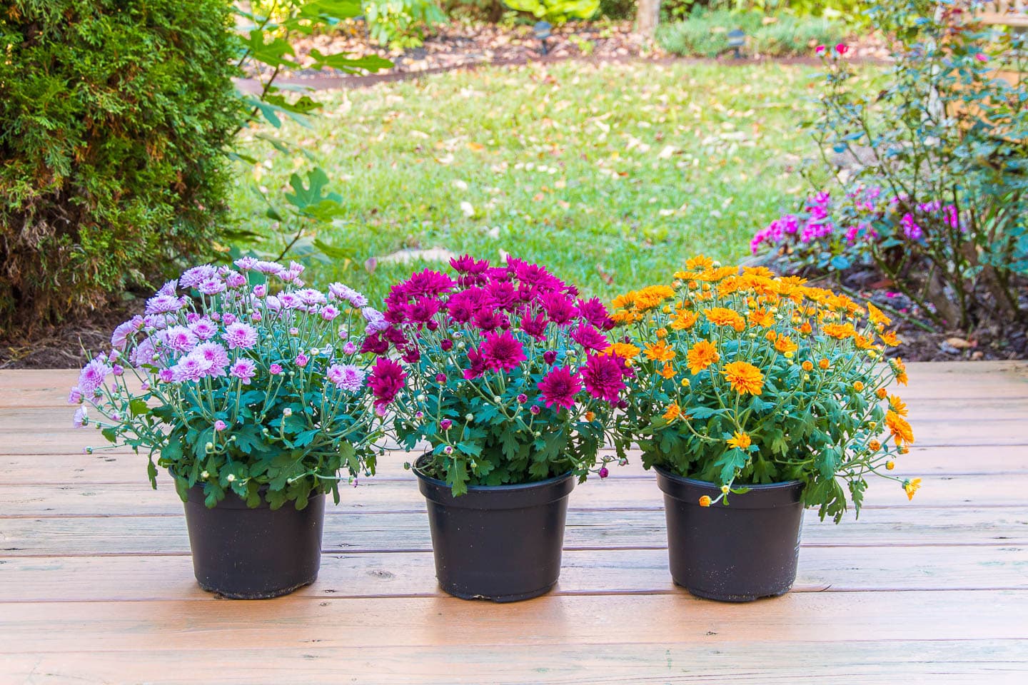 3 pots of Chrysanthemums sitting on a deck