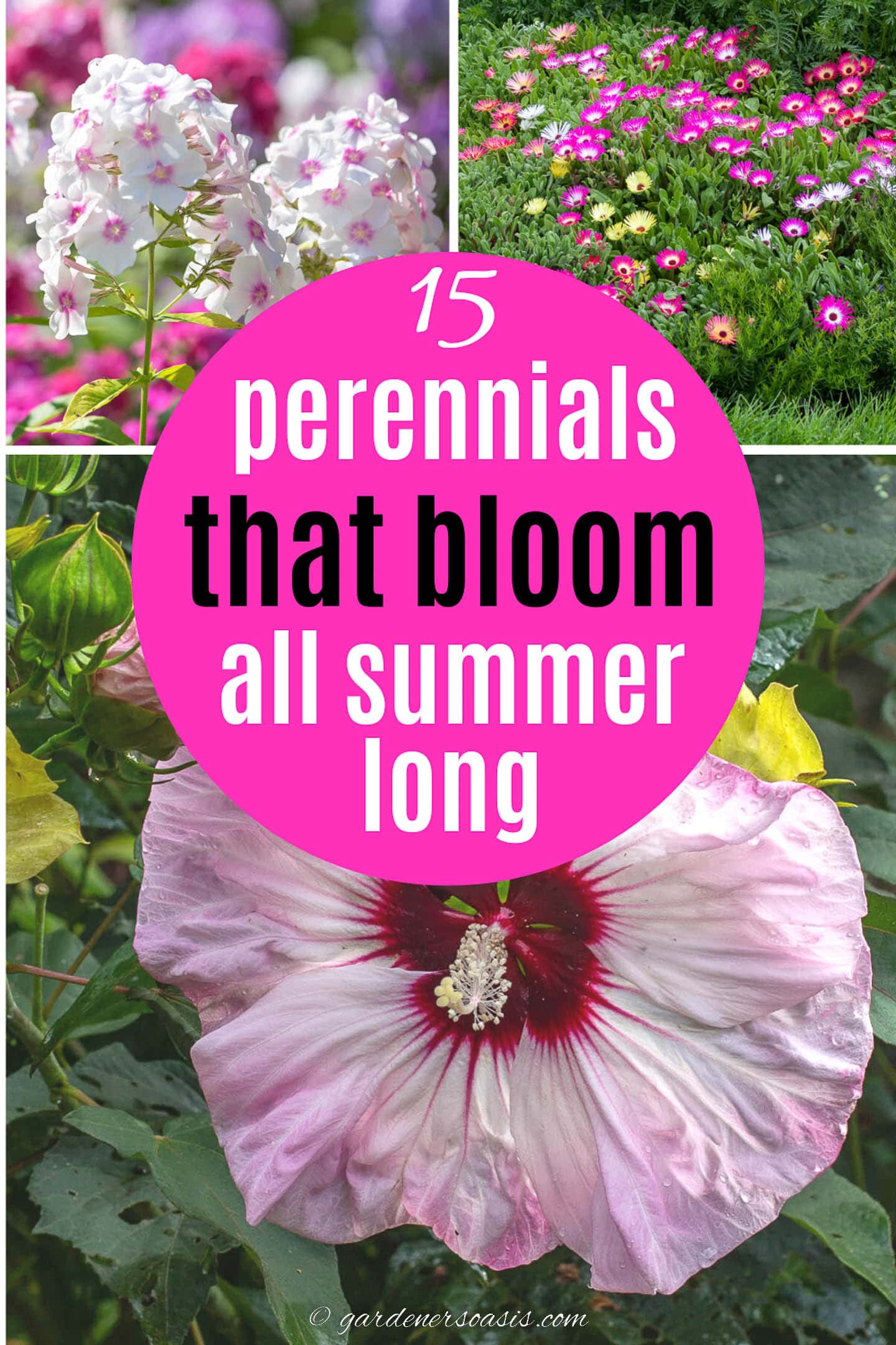 15 perennials that bloom all summer long