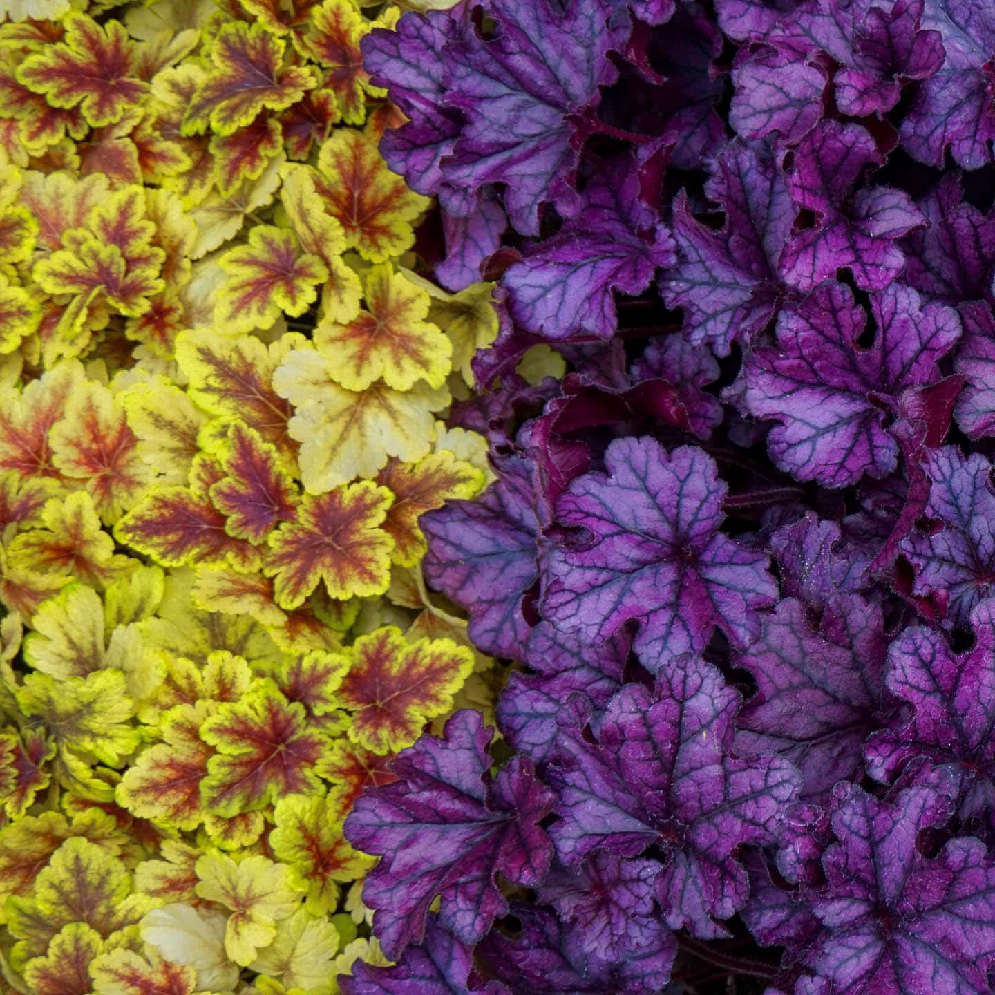Yellow and purple Coral bells