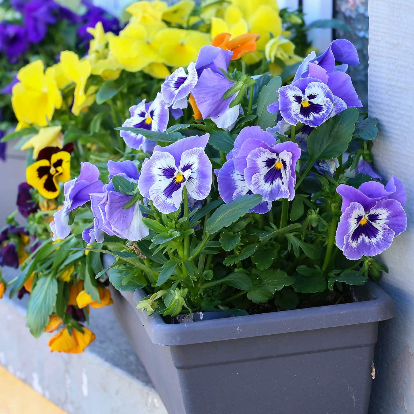 Pansies in a window box