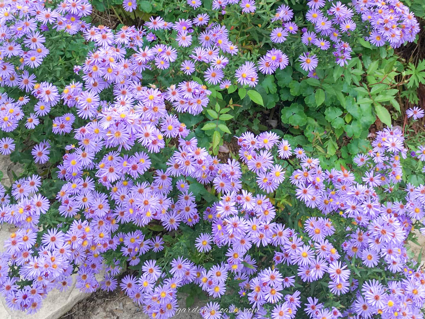Fall container plants - purple asters