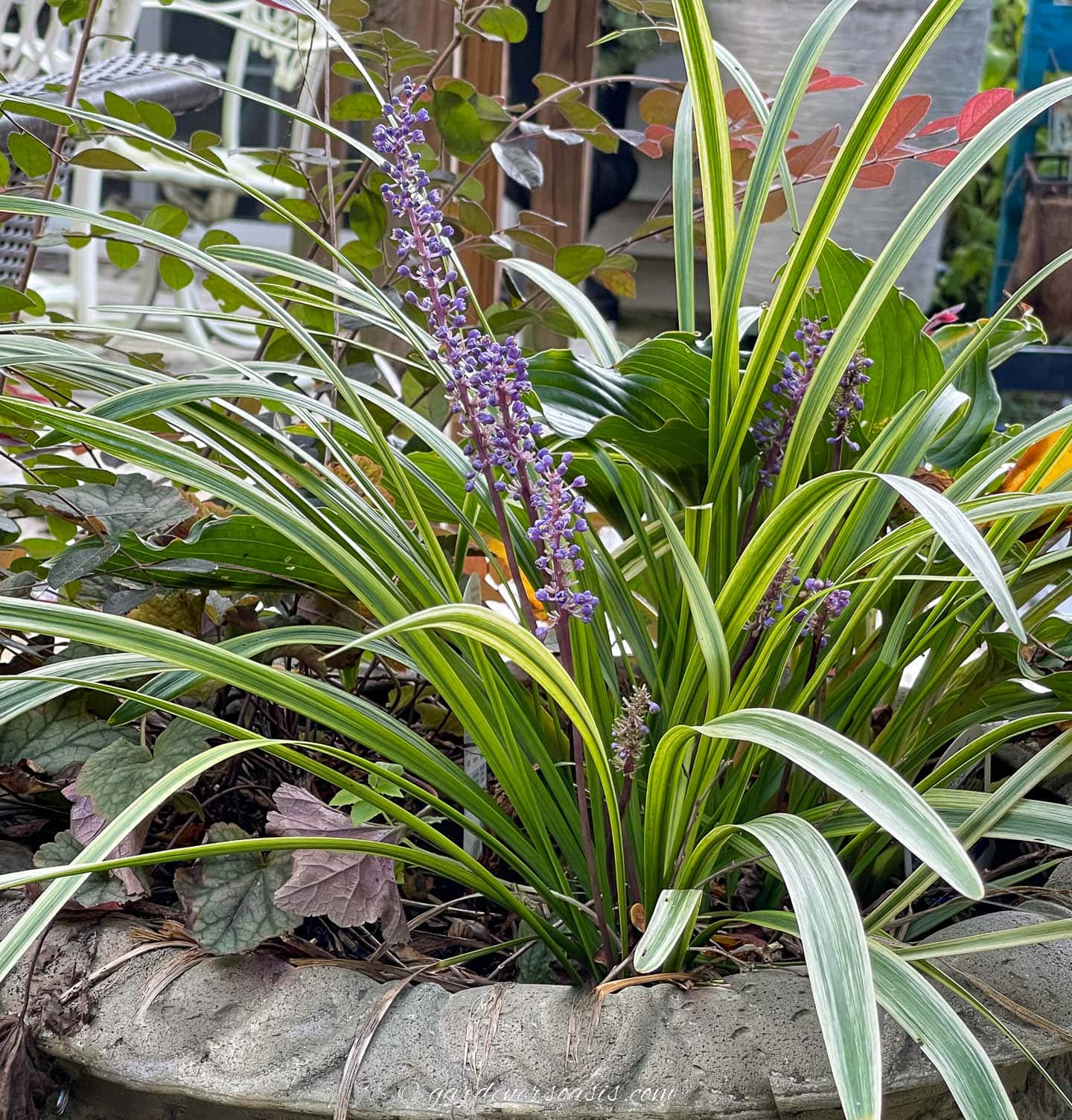Liriope muscari growing in a container