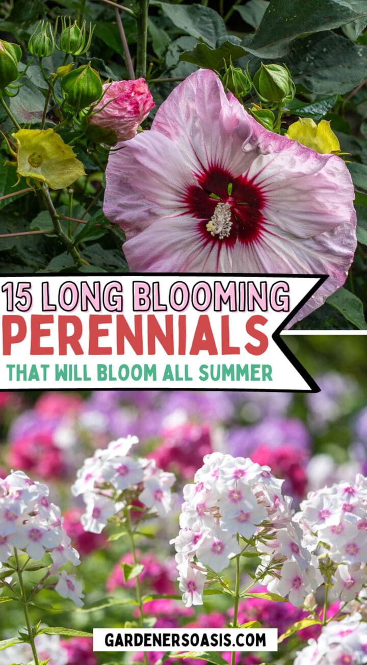 15 Long Blooming Perennials That Will Flower All Summer Long