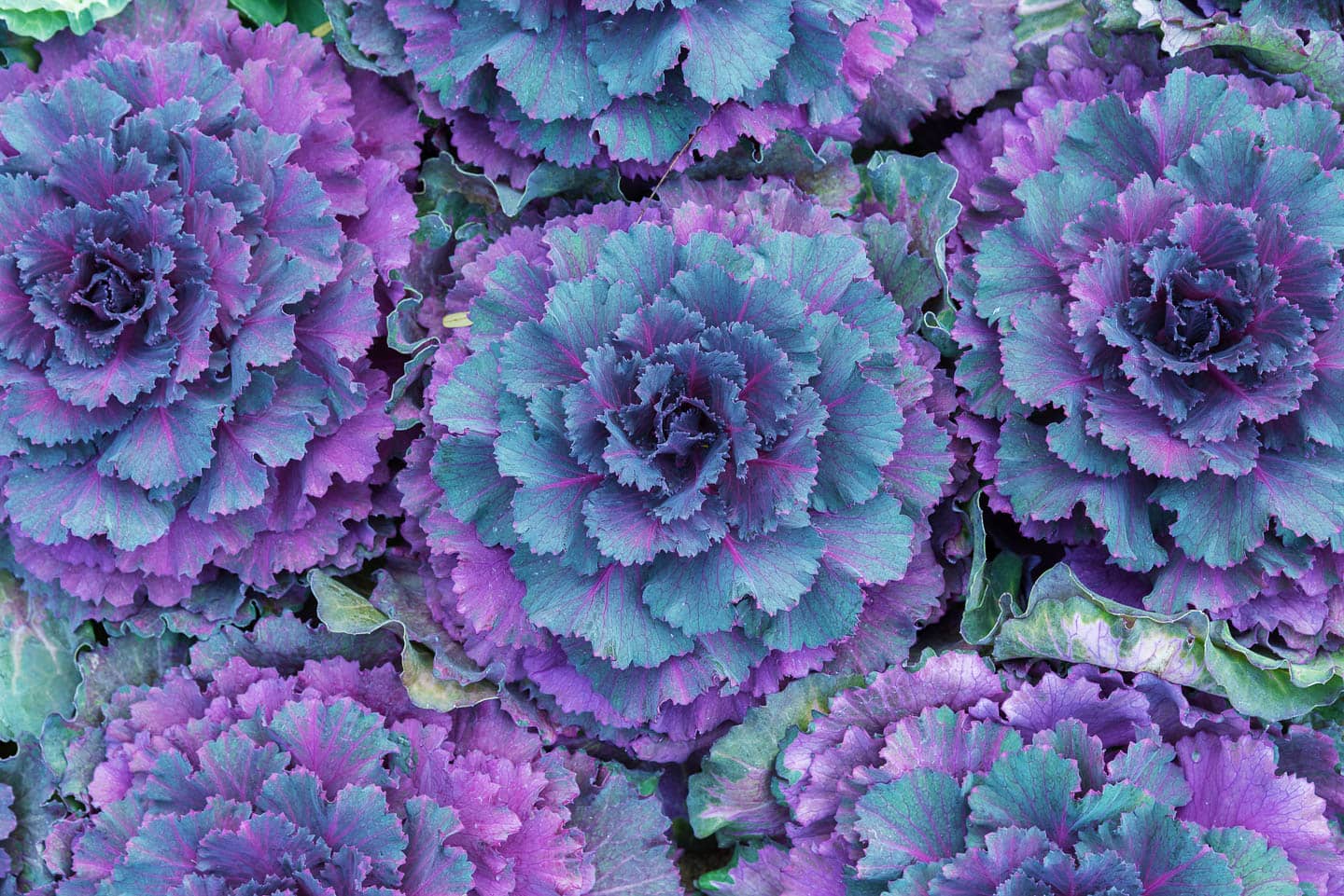 Purple ornamental kale