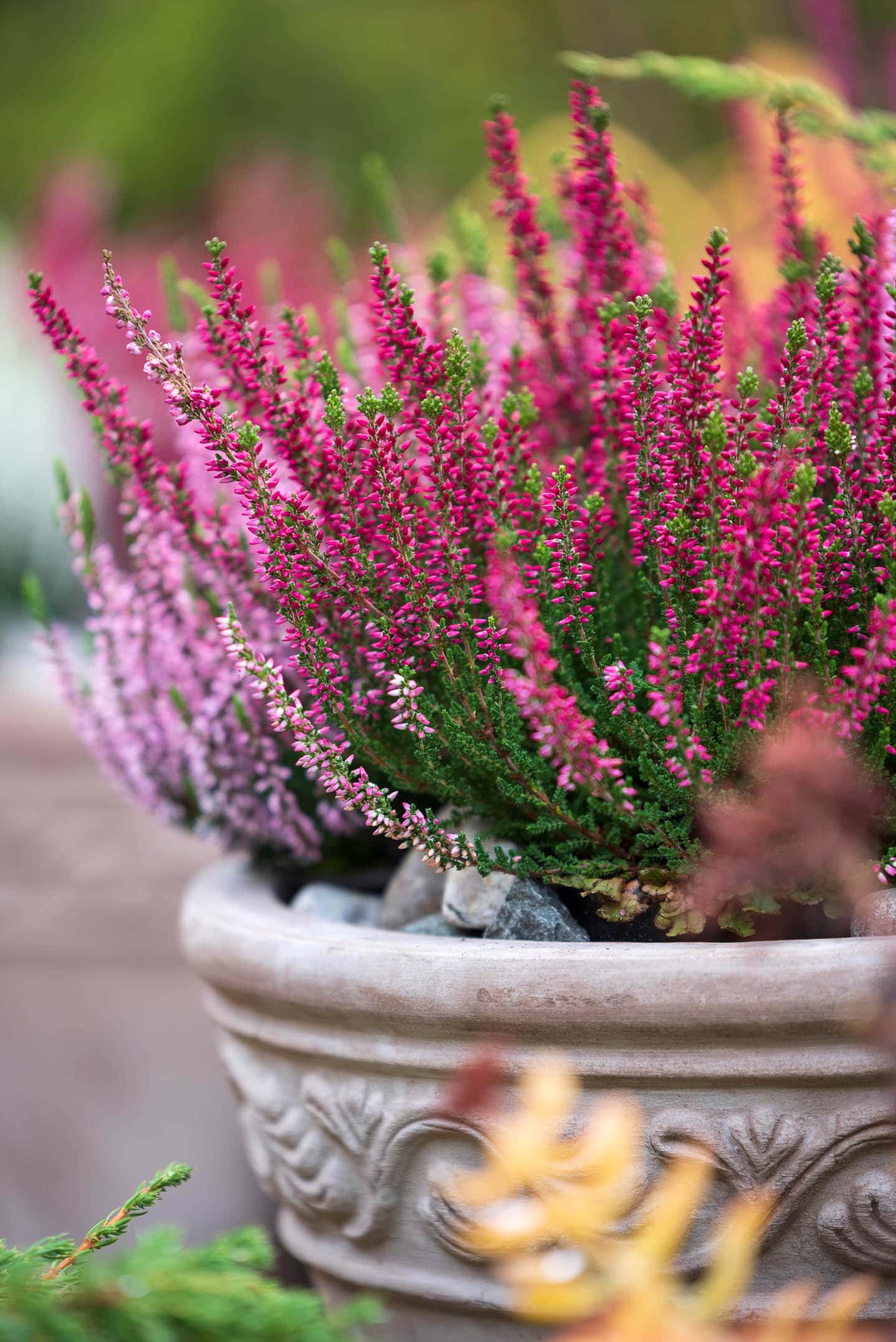 Pink and red Scotch Heather in a fall planter