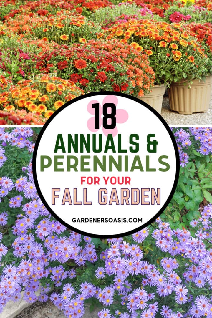 Fall Container Plants: 18 Eye-Catching Annuals & Perennials