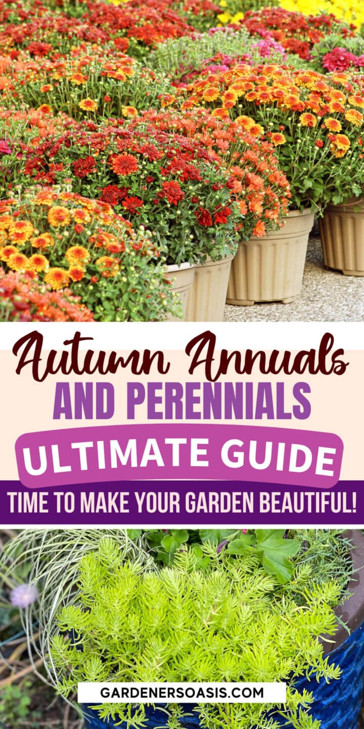 Fall Container Plants: 18 Eye-Catching Annuals & Perennials