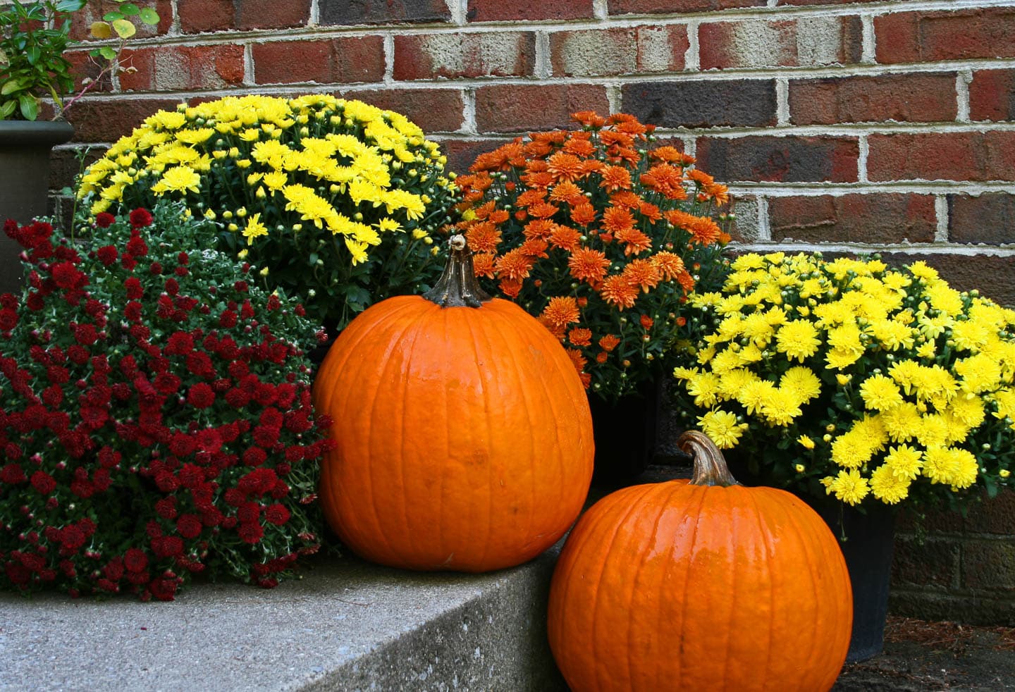 Orange and yellow potted Mums on the stairs with a couple of large pumpkins