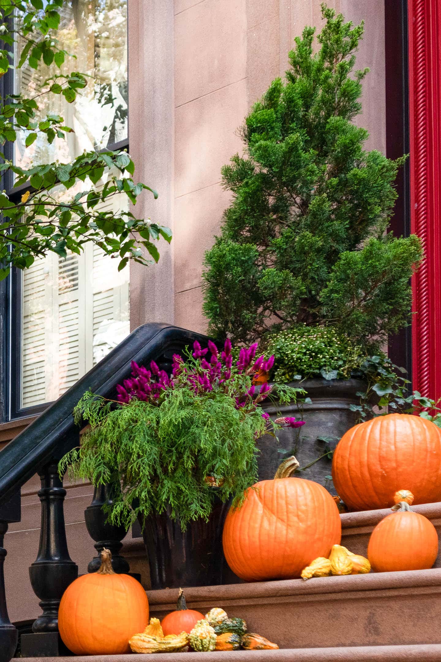 Fall planters with evergreens, mums, Celosia and ivy on the steps with pumpkins and gourds