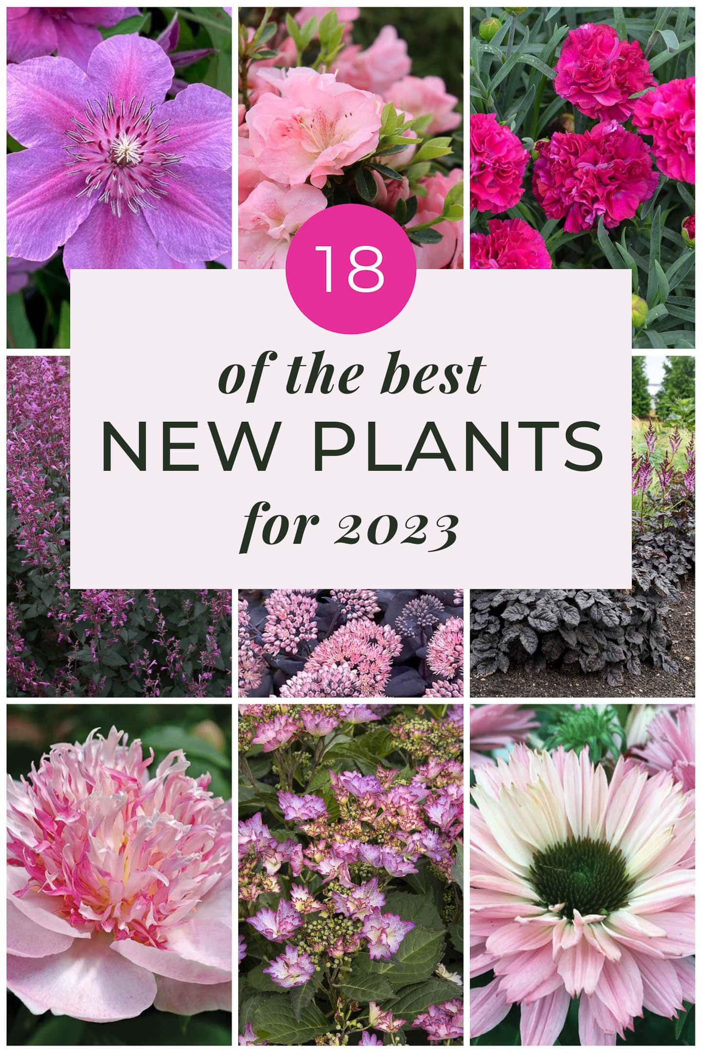 Collage of pictures of the best new plants for 2023