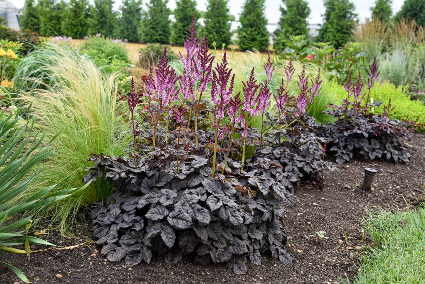 new 2023 plant - 'Dark Side Of The Moon' Astilbe