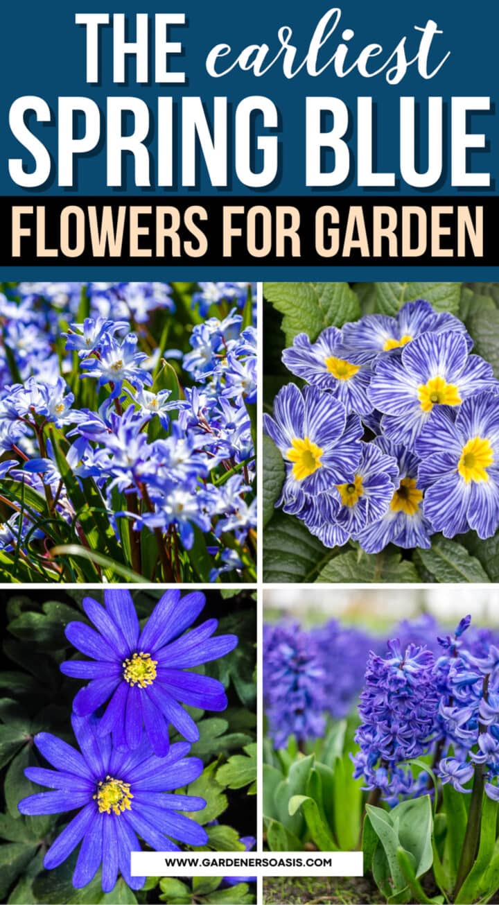 Early Spring Blue Flowers (The Best Bulbs And Perennials)