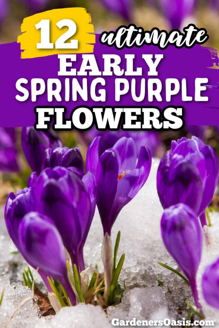 Early Spring Purple Flowers (The Best Bulbs, Perennials & Annuals)