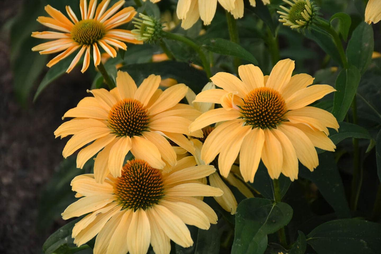 new echinacea - Color Coded® 'One in a Melon' Coneflower