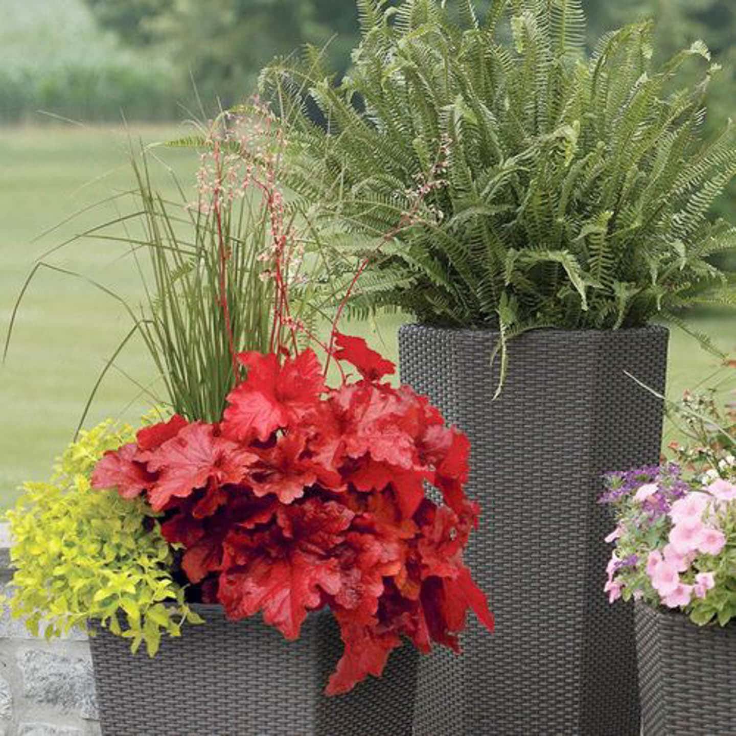 Forever® Red Coral Bells in a container with grasses and ferns