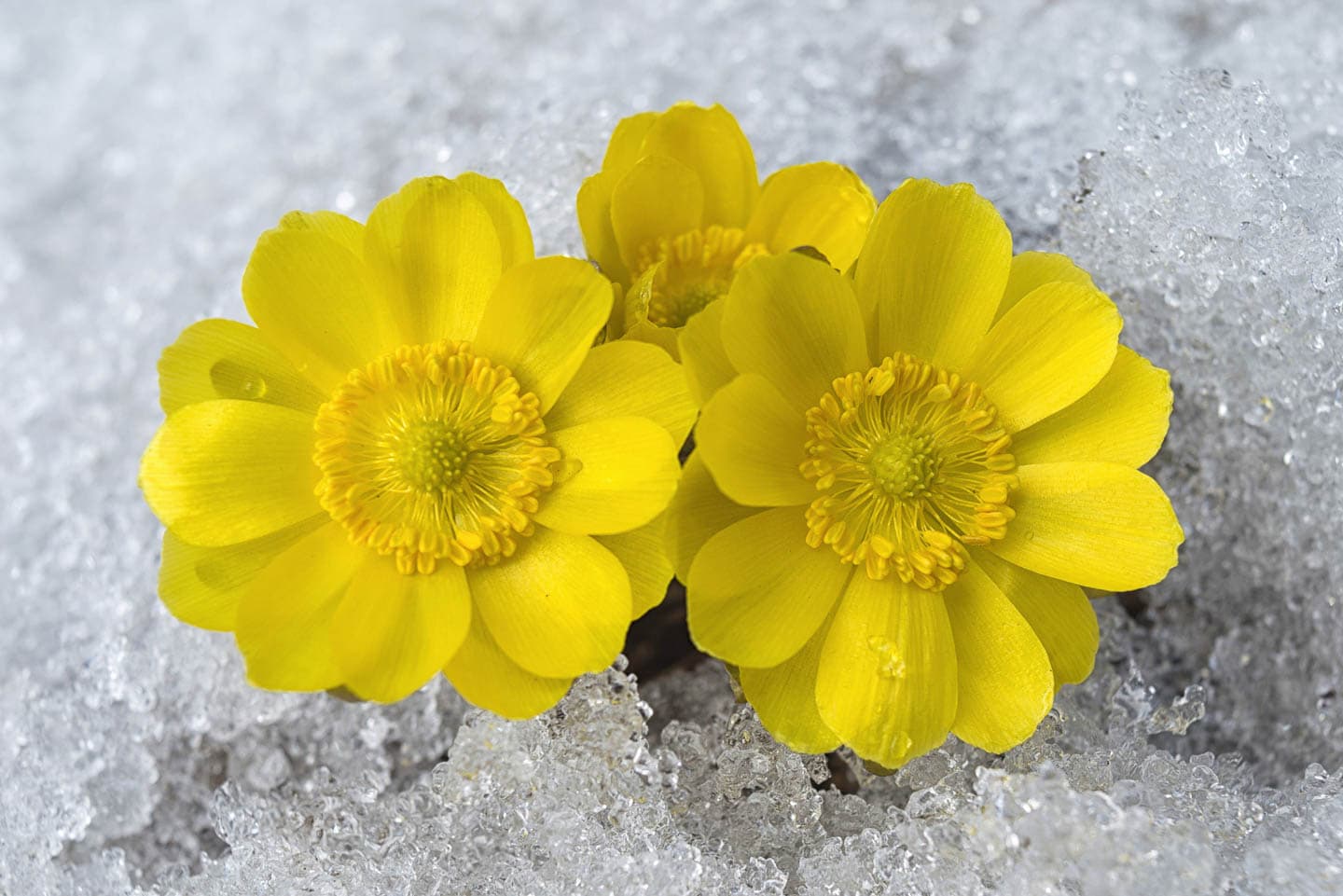 Bright yellow Adonis amurensis flowers in the snow
