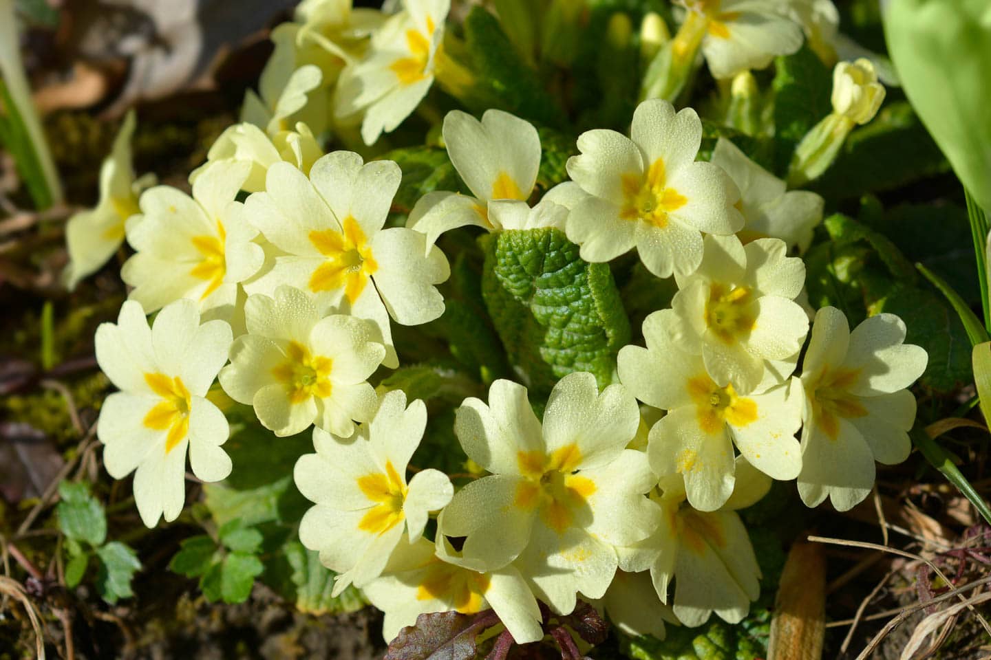 Yellow English or common primrose flowers