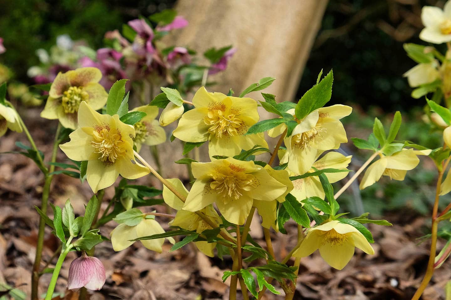 speckled yellow Hellebore flowers
