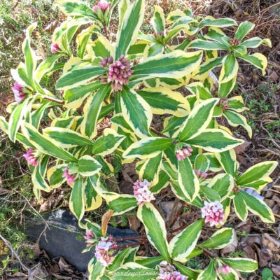 daphne bush with variegated leaves and pink flowers