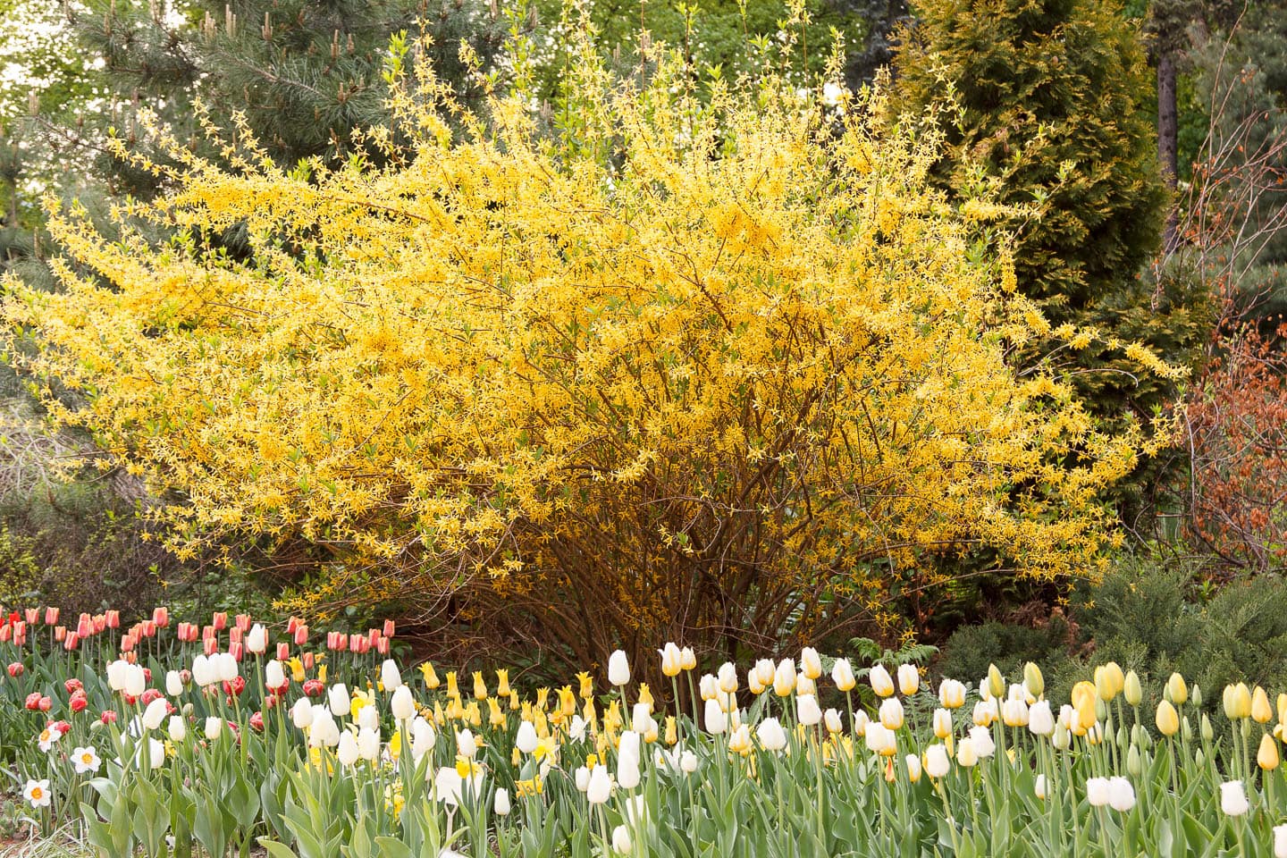 Forsythia bush in bloom beside early tulips and daffodils