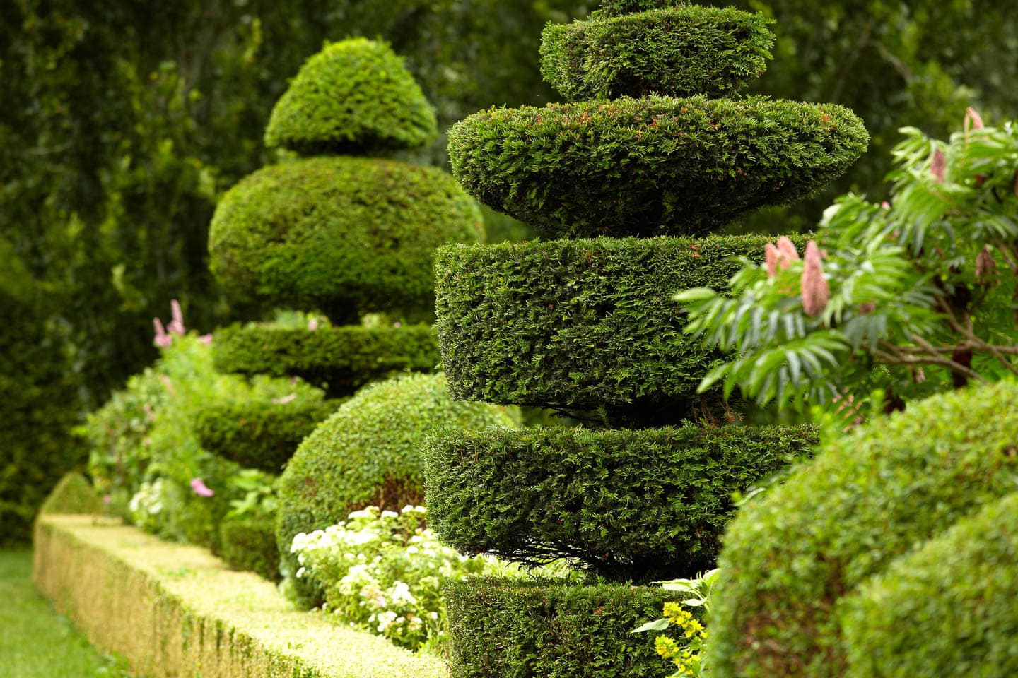 Topiary shrubs behind a dwarf clipped hedge