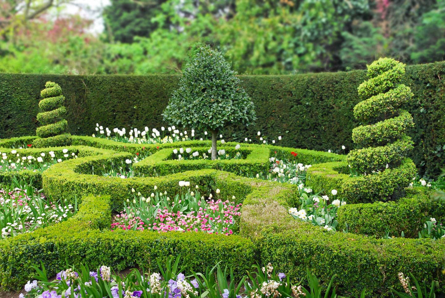 Geometric garden beds outlined with clipped hedges and topiary shrubs