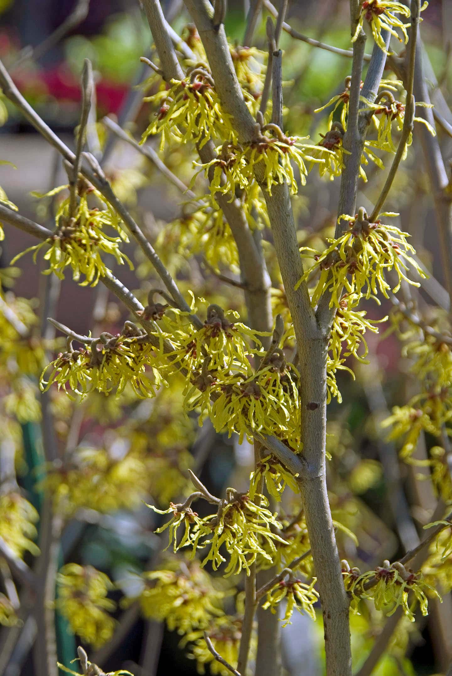 Yellow flowers on Witch Hazel 'Arnold Promise' bush