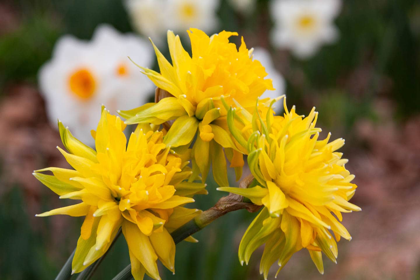 'Rip van Winkle' daffodil with three blooms