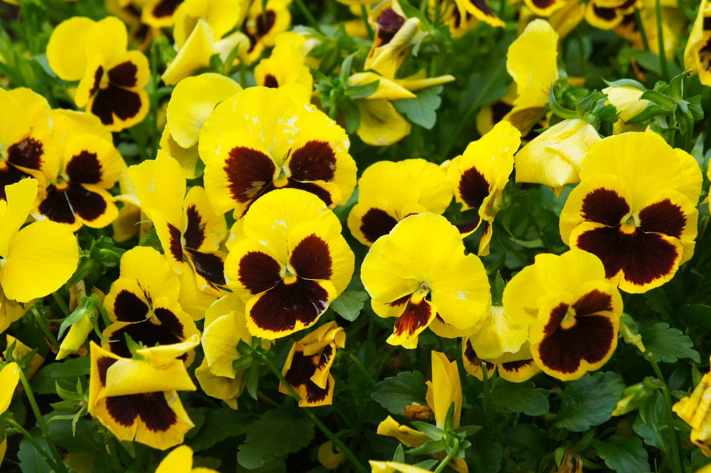 Yellow blotch pansy flowers