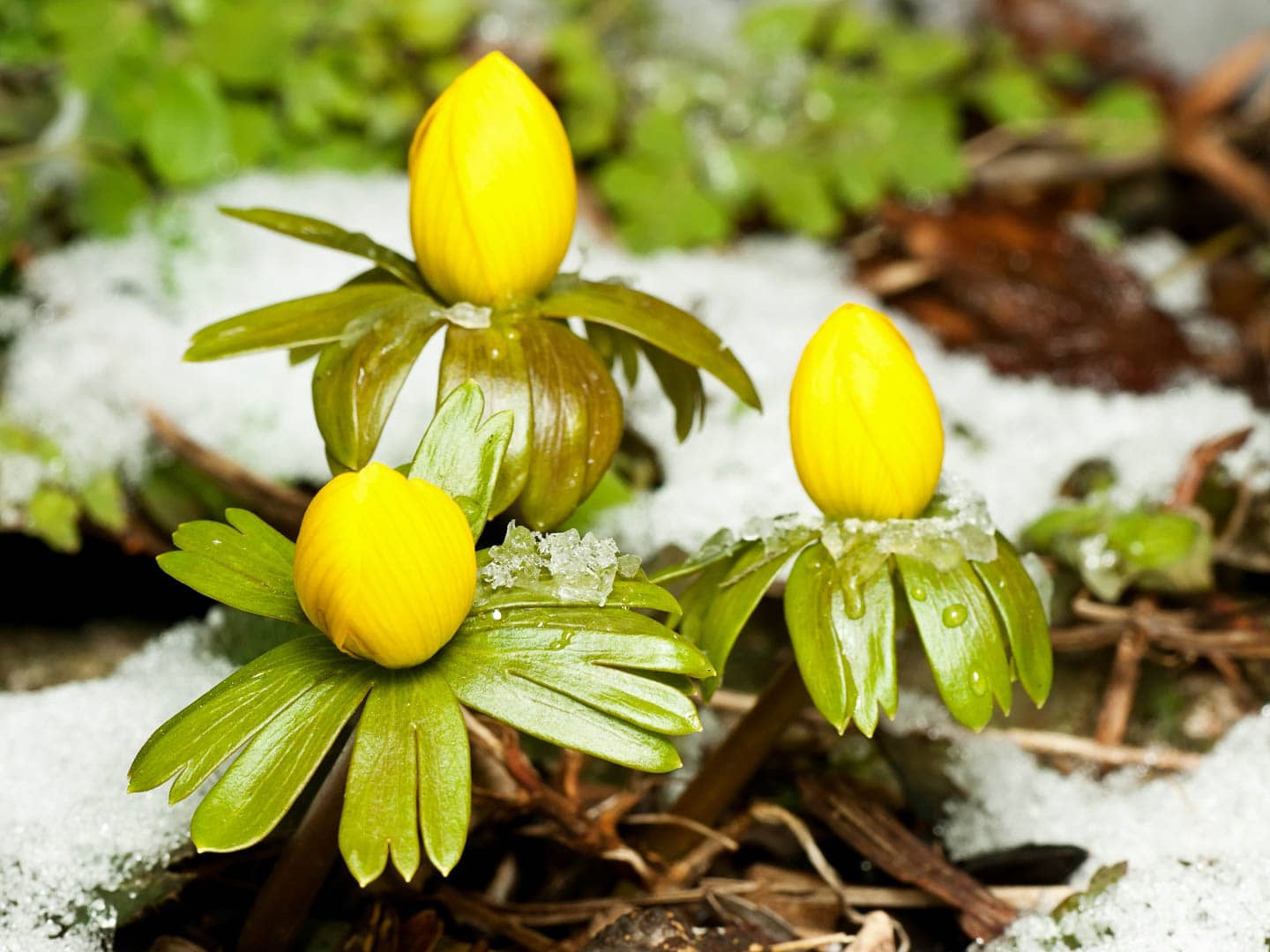 winter aconite flowers coming up through the snow