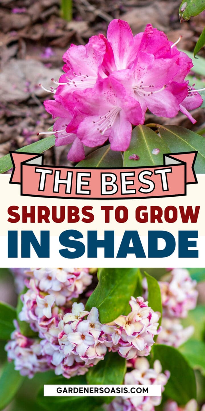 Shade Loving Shrubs: The Best Bushes To Plant Under Trees
