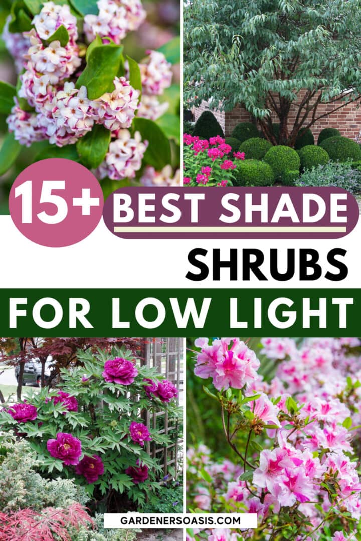Shade Loving Shrubs: The Best Bushes To Plant Under Trees