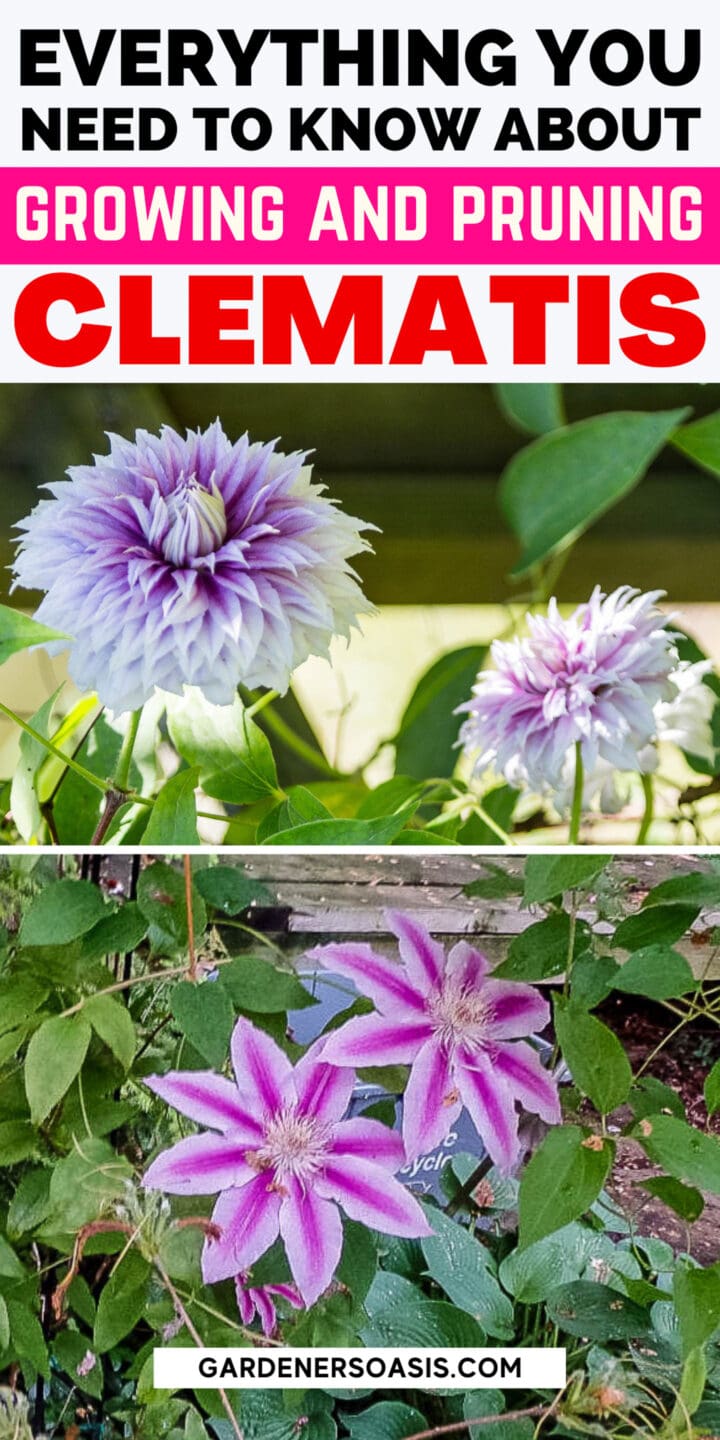 Clematis Vine Care: Planting, Growing and Pruning Tips