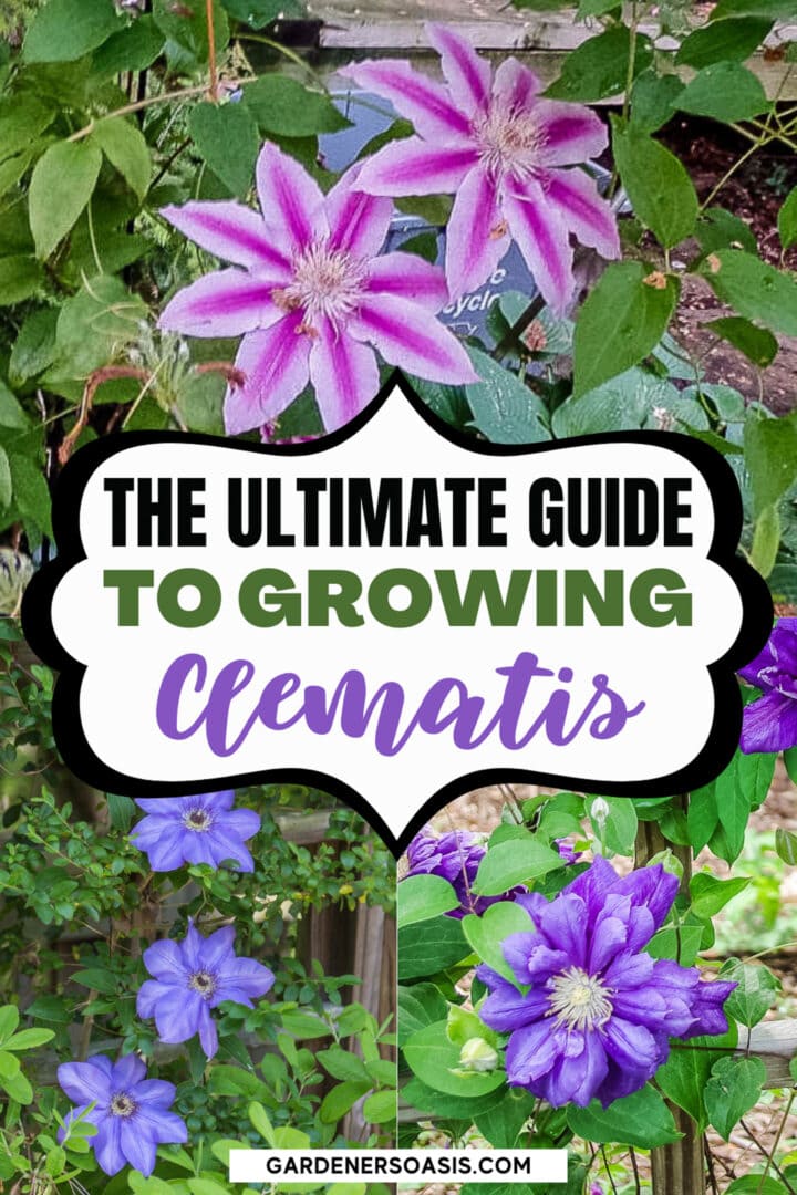 Clematis Vine Care: Planting, Growing and Pruning Tips