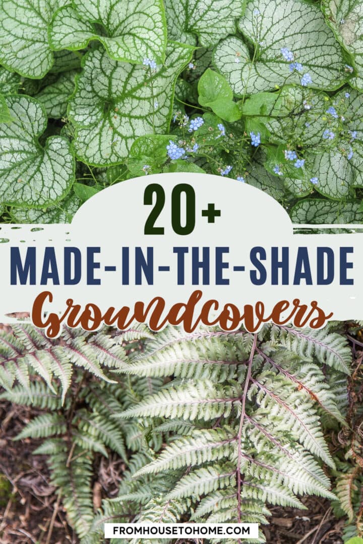 Ground Cover Plants For Shade (Perennials That Keep Weeds Down)