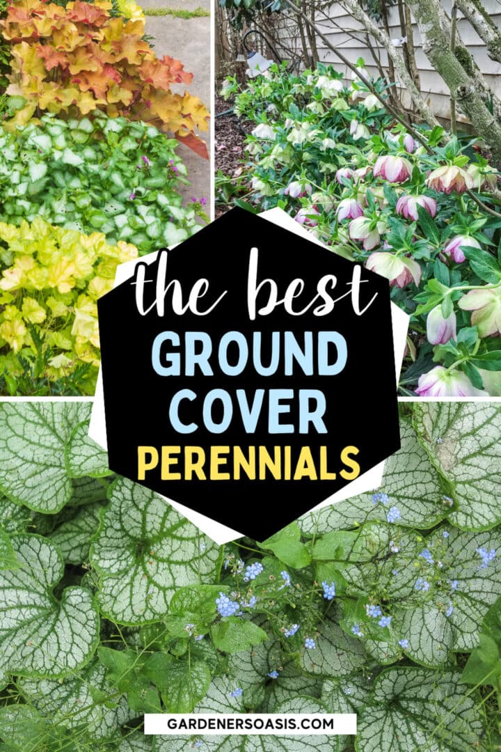 Ground Cover Plants For Shade (Perennials That Keep Weeds Down)