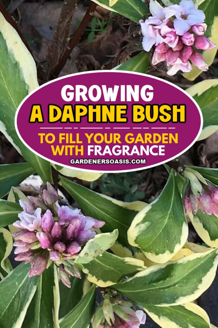 How To Grow A Daphne Bush To Fill Your Garden With Fragrance