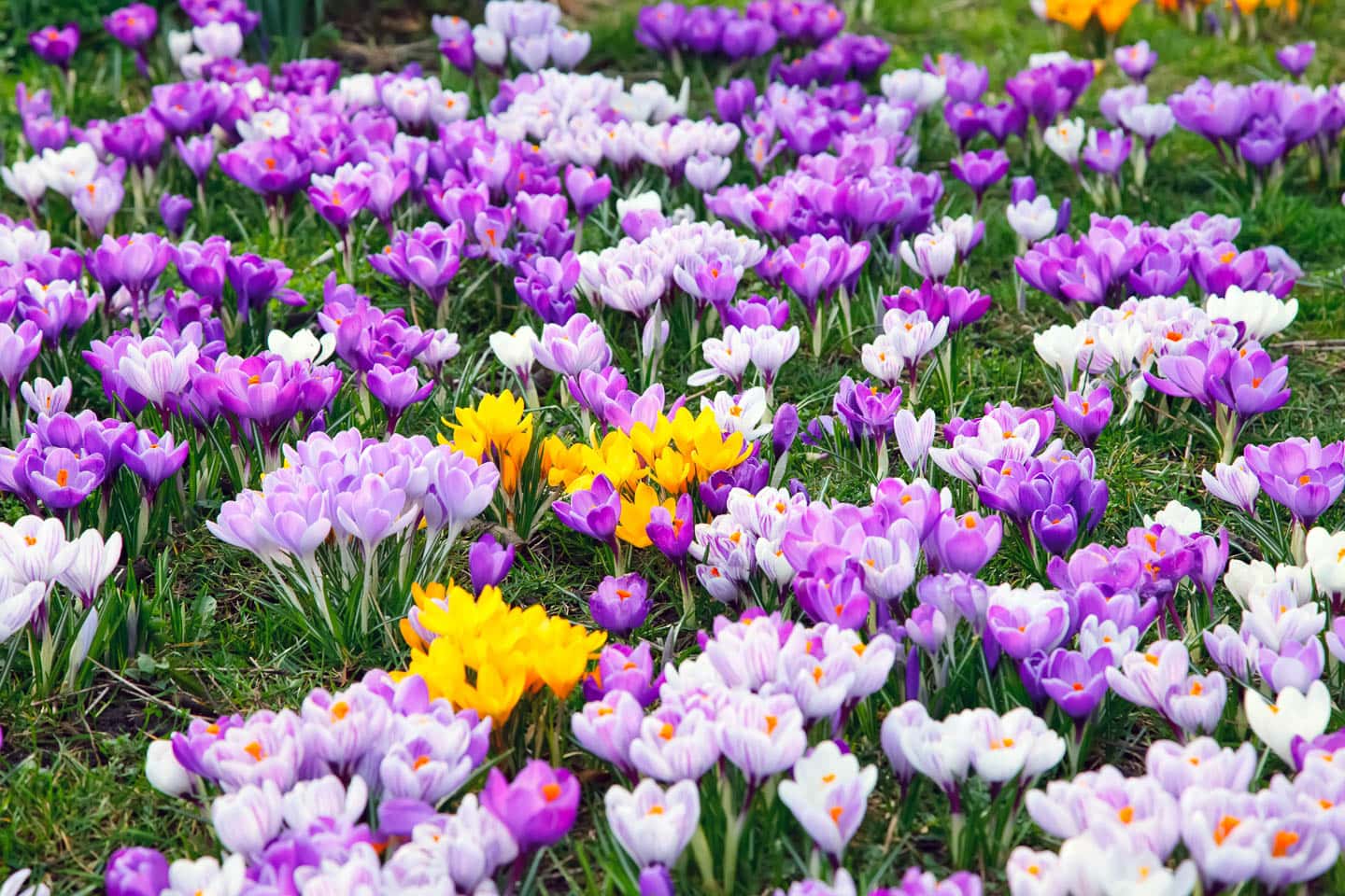 A mass of purple, white and yellow crocus flowers in early spring