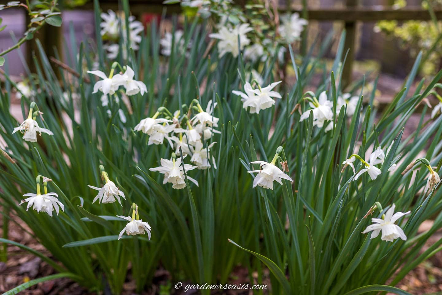 White daffodils blooming in the early spring