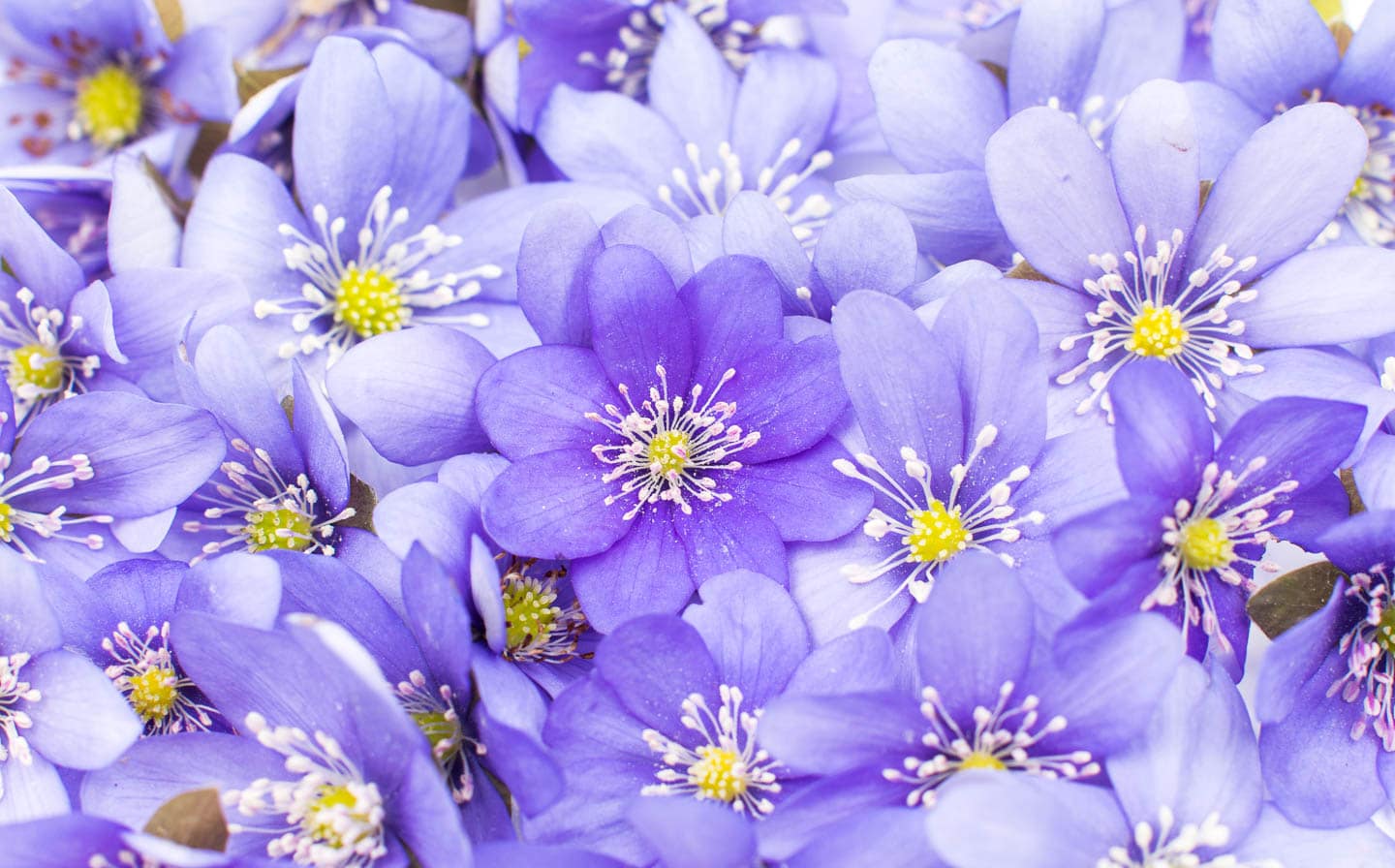 early spring purple liverwort flowers