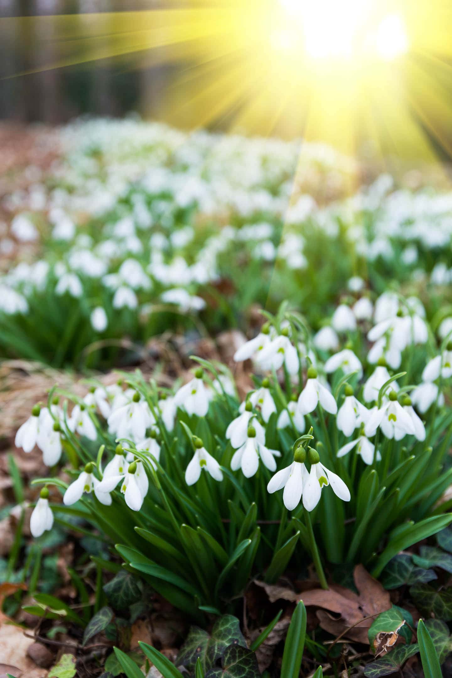 naturalized snowdrops in a woodland garden