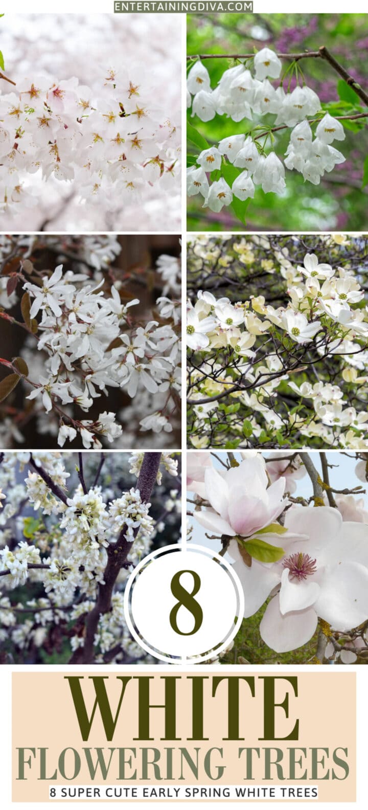 8 Early Spring White Flowering Trees (and one to avoid)