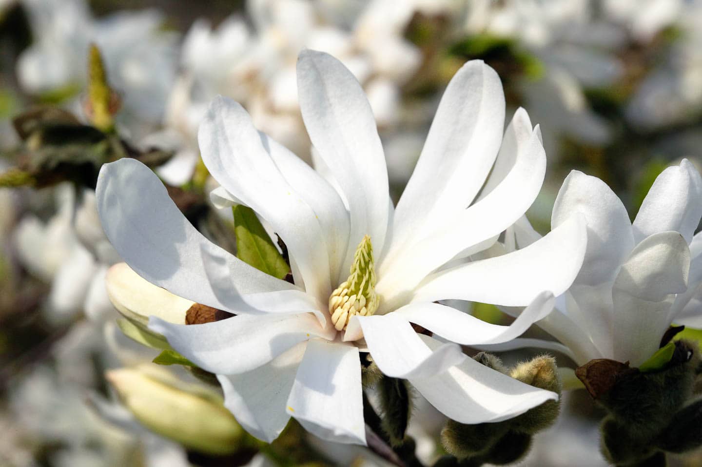 Star Magnolia flowers