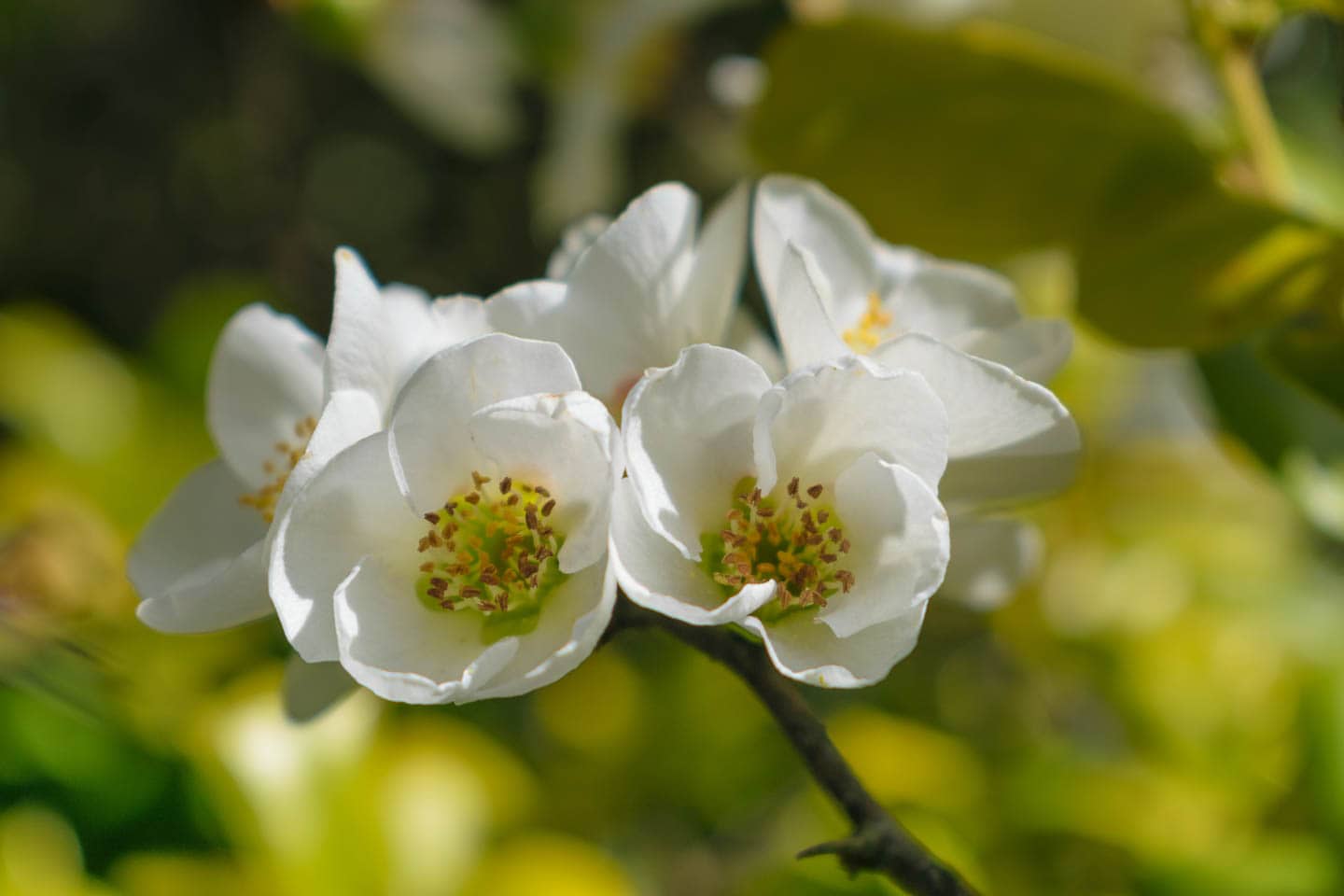 White Japanese quince flowers