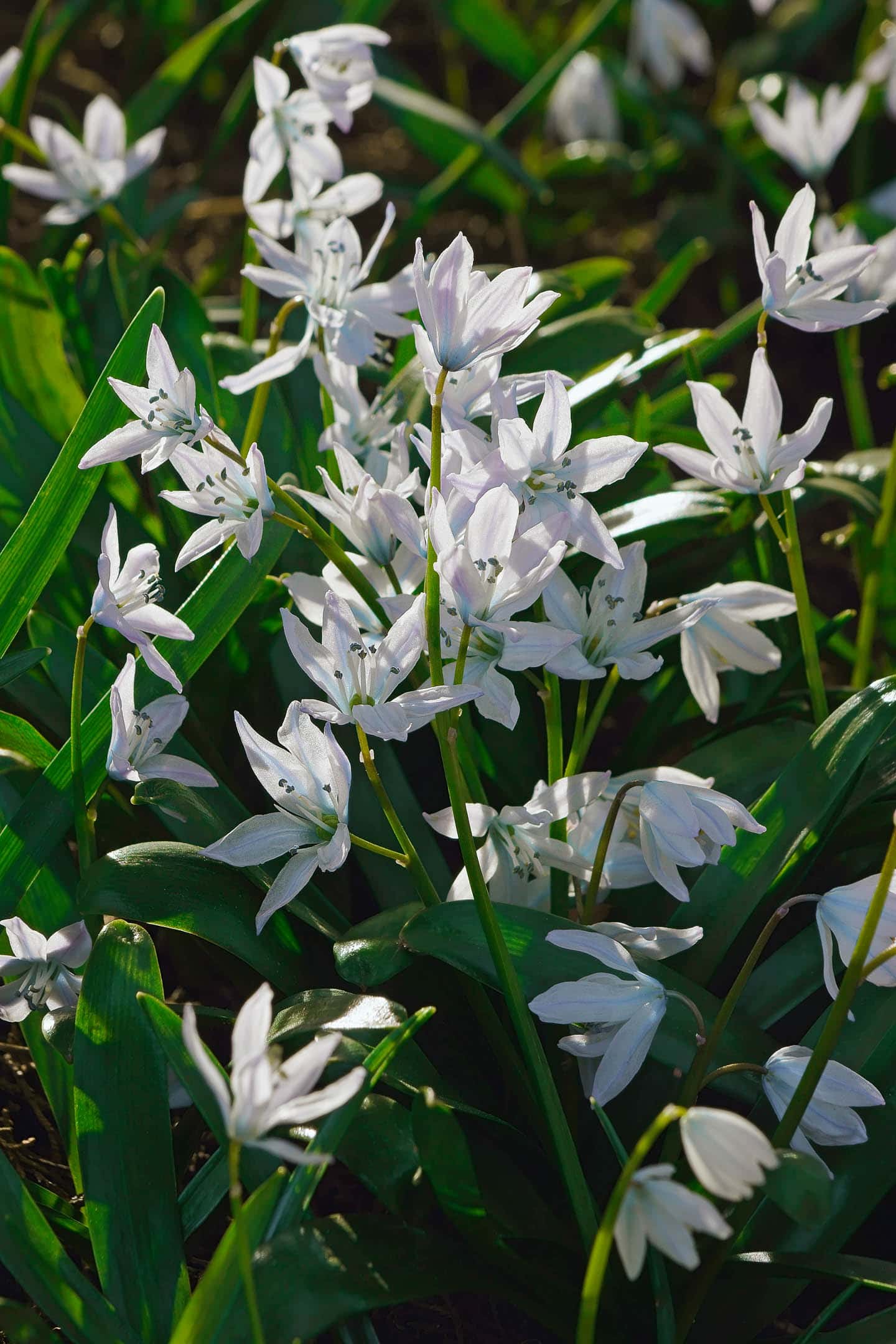 White squill flowers