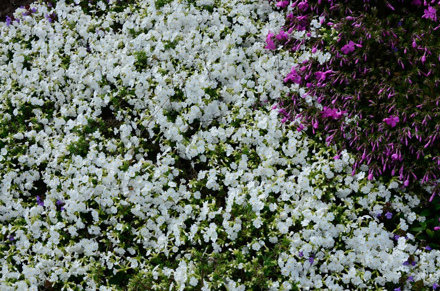 White creeping phlox flowers with pink ones 