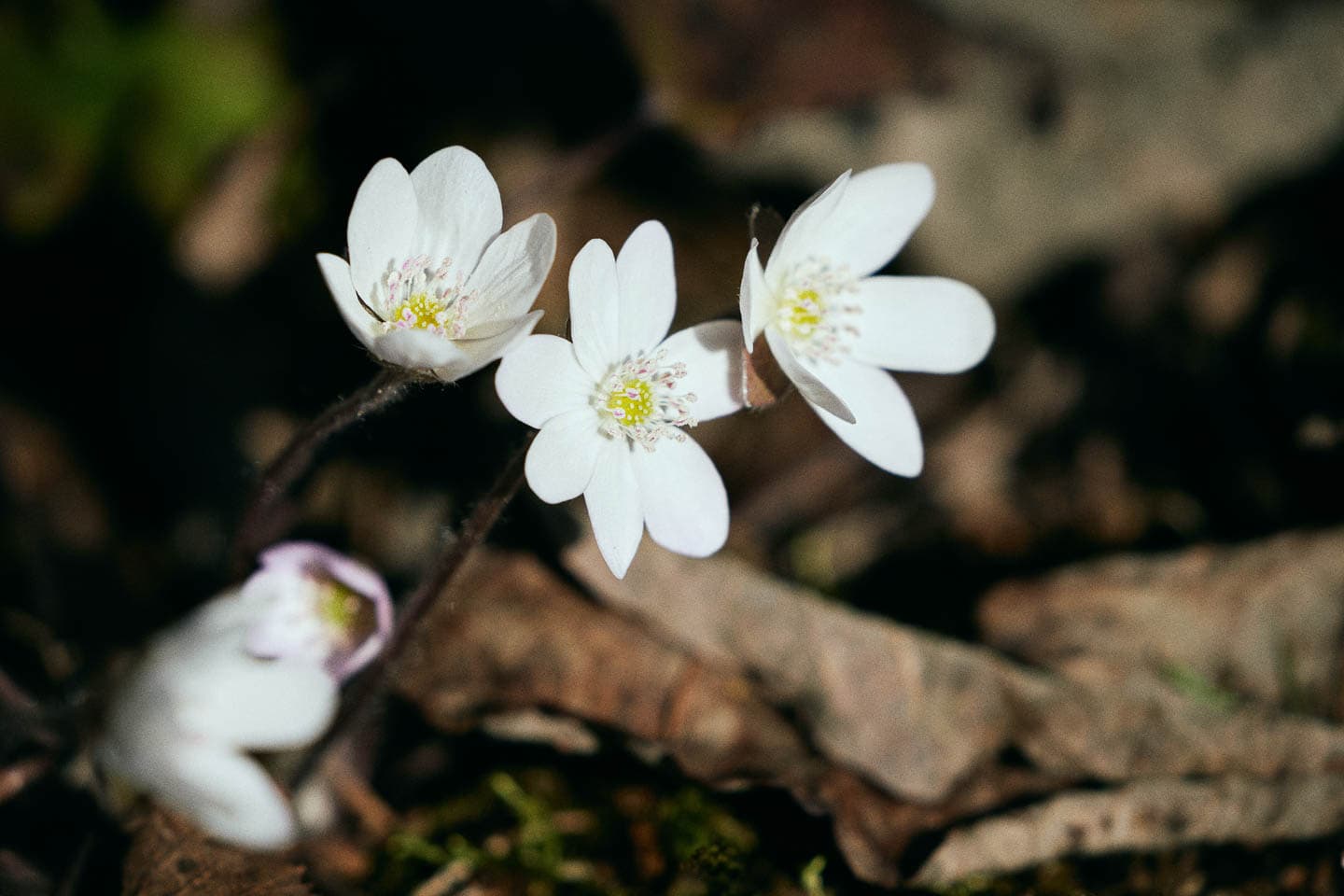 White liverleaf flowers