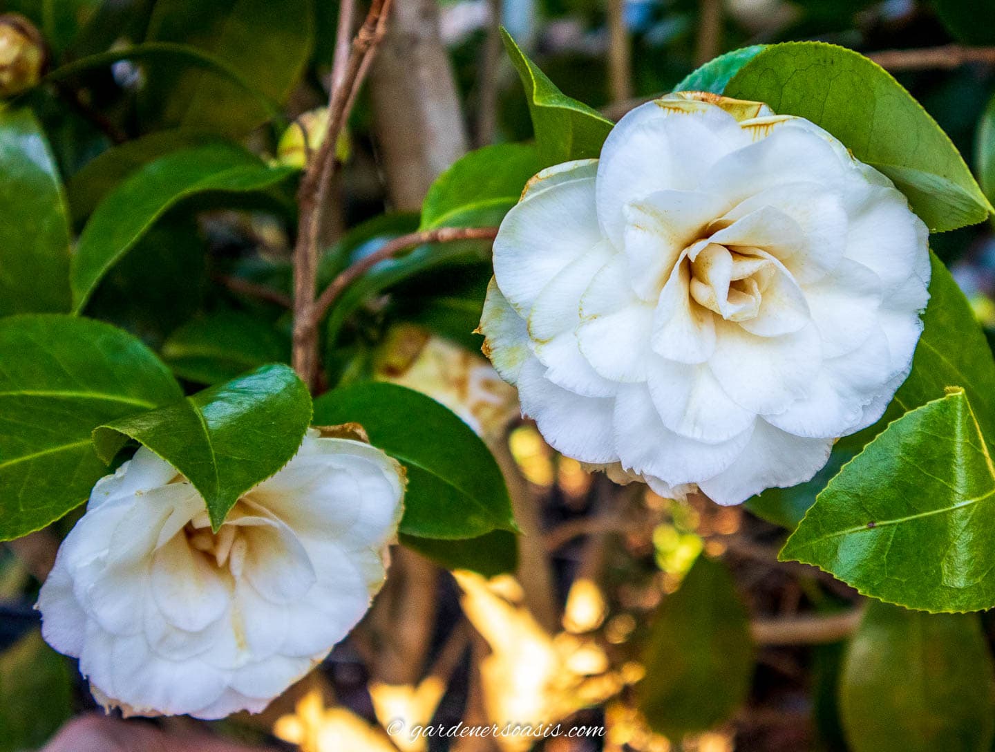 White Japanese Camellia flowers