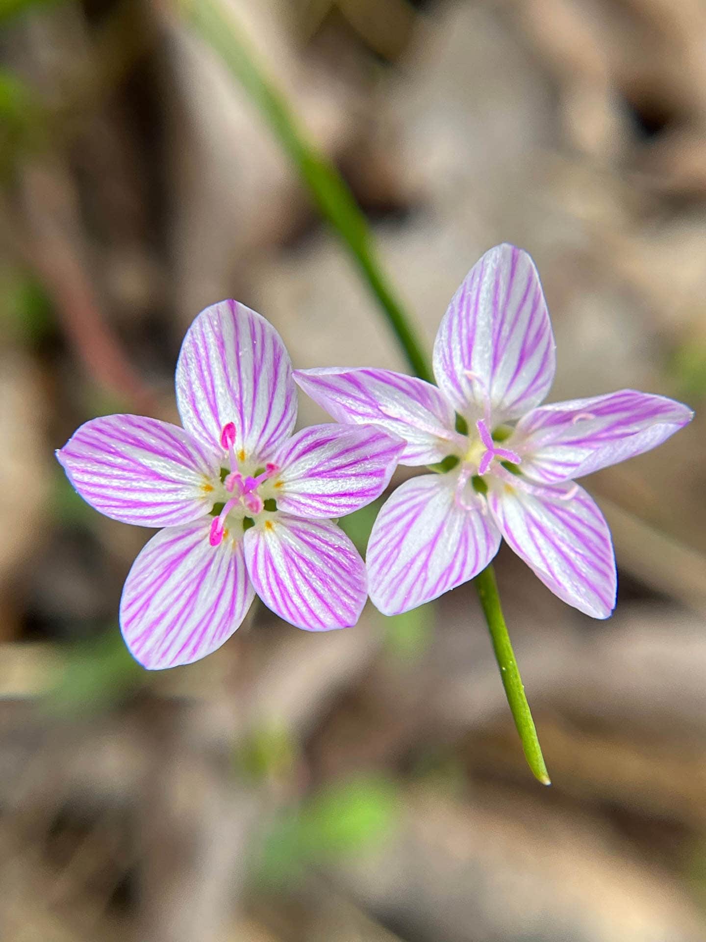 Virginia spring beauty white flowers with purple veining