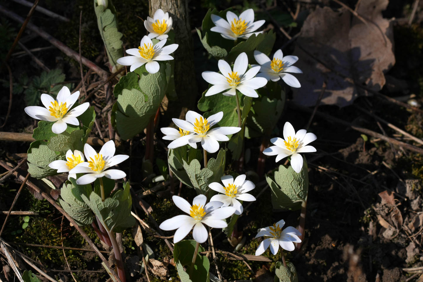 White bloodroot flowers